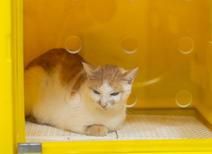 ALERR reforça políticas de combate a maus-tratos contra animais em Roraima