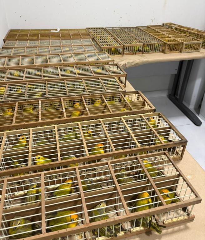 Brasil devolve 440 canários-da-terra à Venezuela após apreensão em Roraima