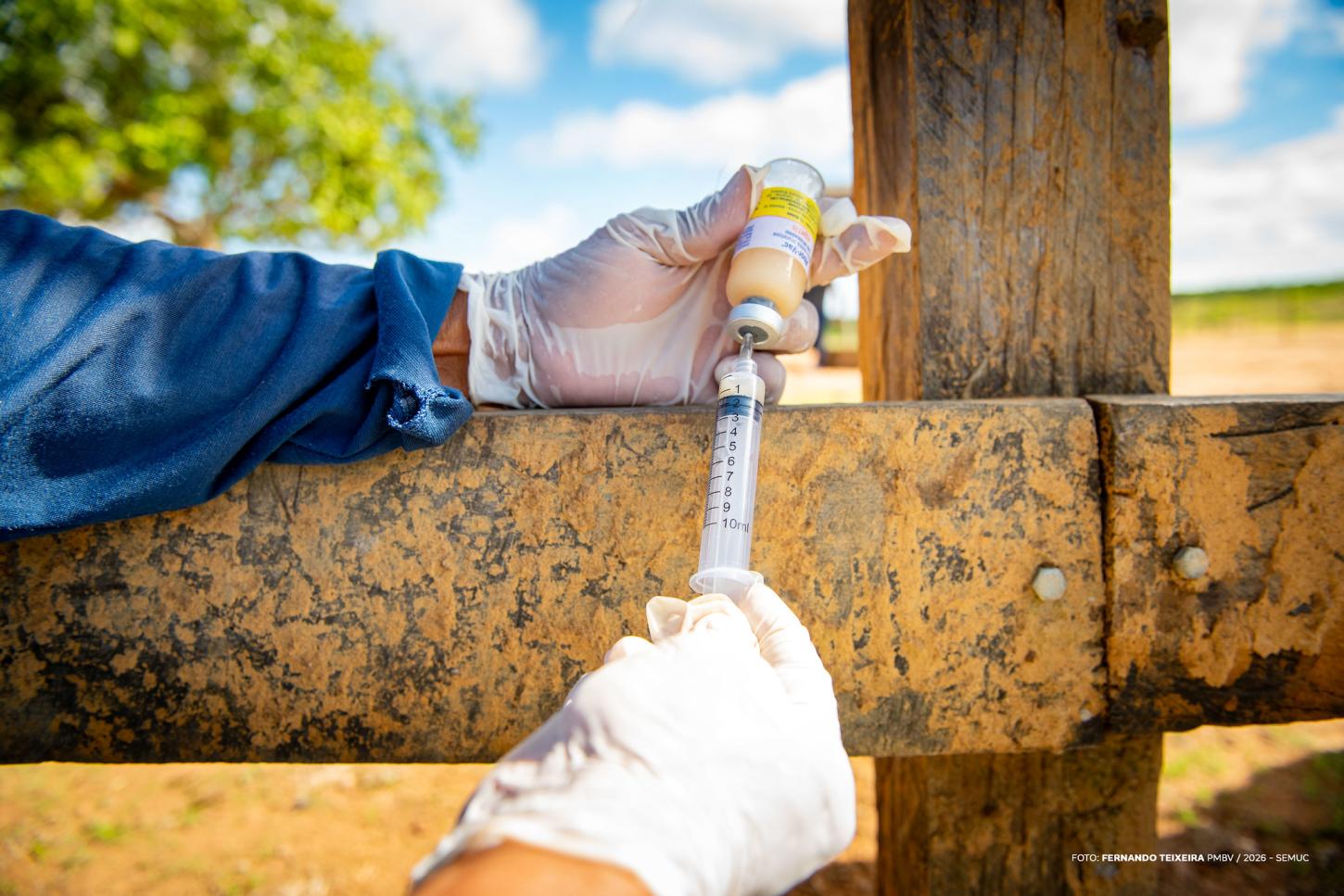Vacinação contra brucelose começa em comunidades indígenas de Boa Vista