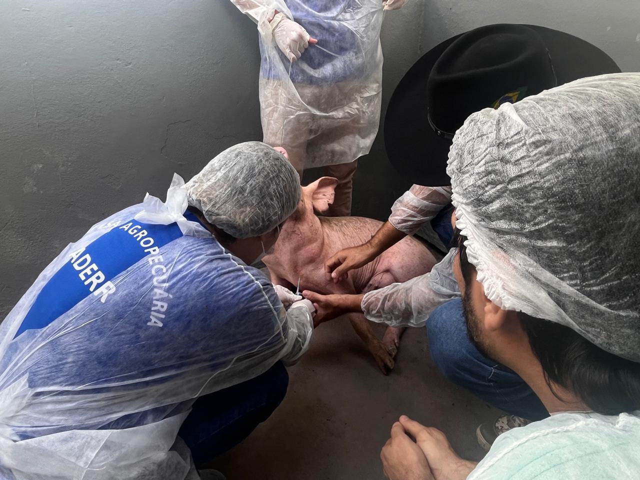 Aderr inicia na próxima segunda-feira coleta de sangue em suínos