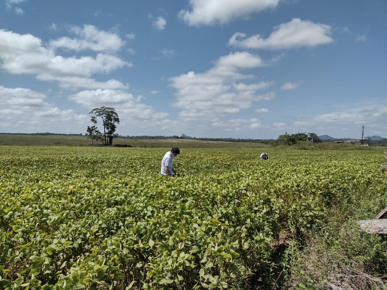 Governo de Roraima prorroga calendário da soja para minimizar impactos das fortes chuvas
