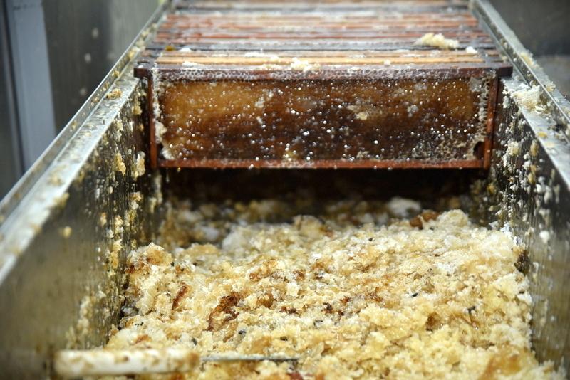 Seadi abre inscrições para qualificação sobre manejo de abelhas sem ferrão em Roraima
