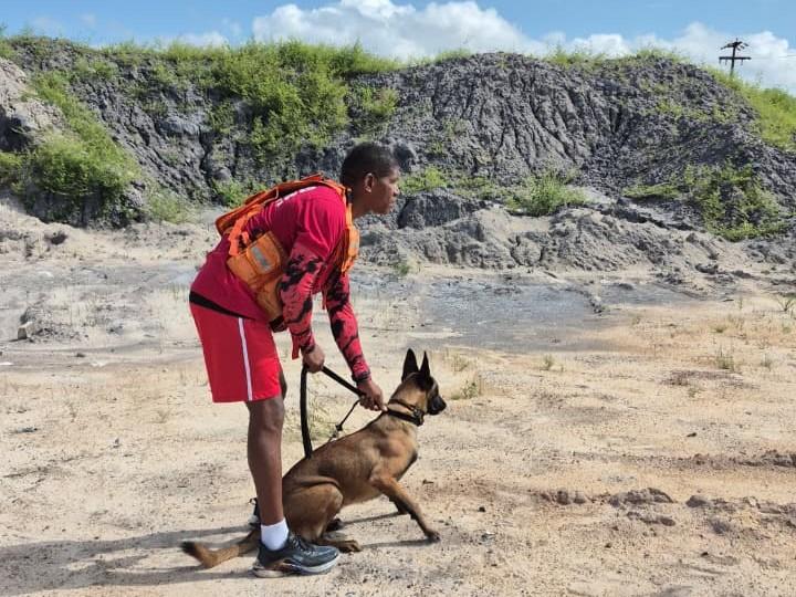 Cães do Corpo de Bombeiros passam por treinamento para missões de resgate