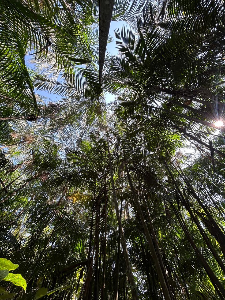 Dia de Proteção às Florestas reforça importância da preservação ambiental em Roraima
