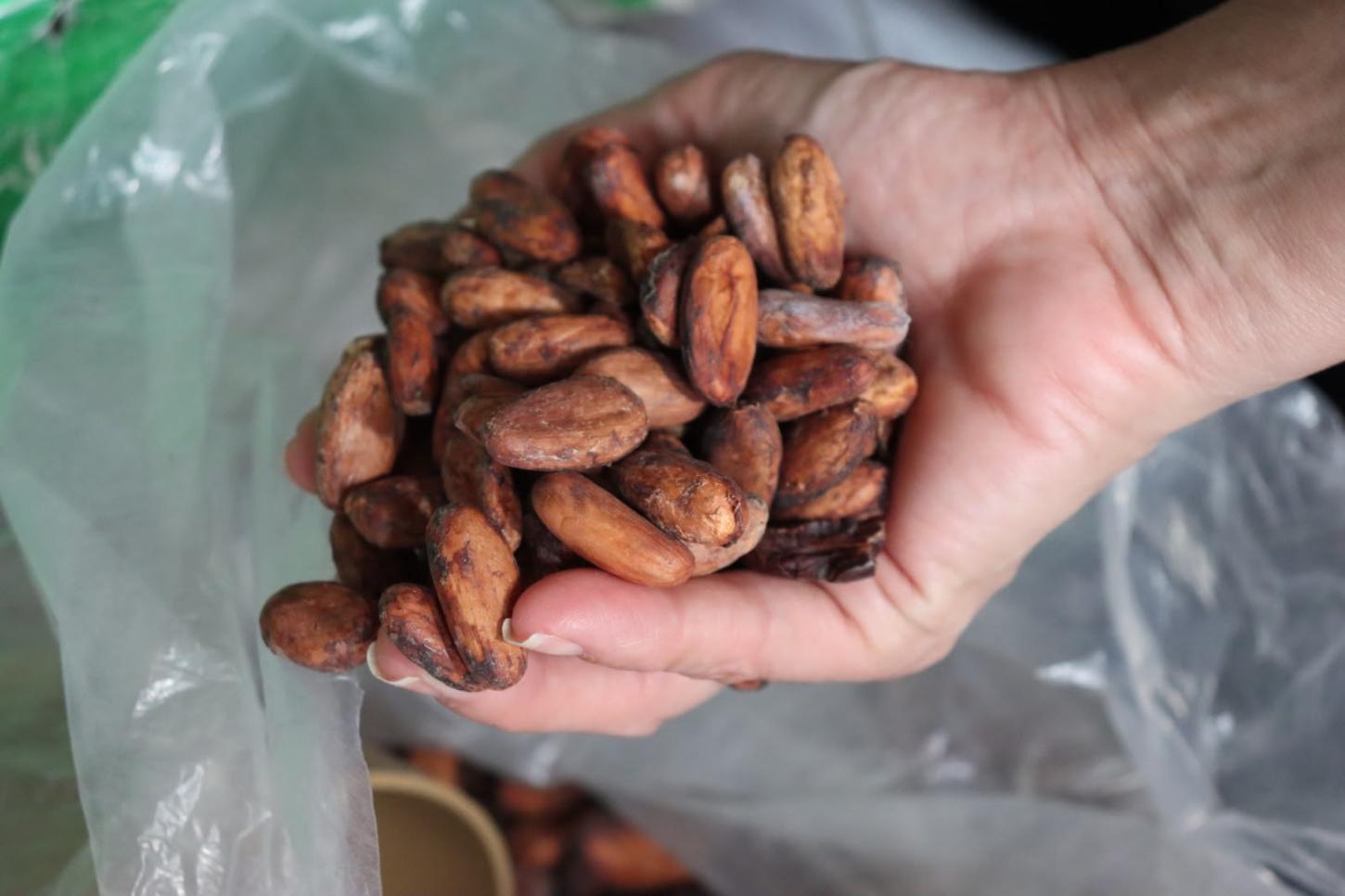Dia Mundial do Chocolate destaca avanço da cadeia produtiva do cacau em Roraima