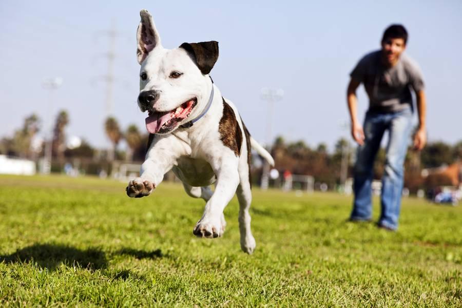Férias com o pet: veja os cuidados indispensáveis antes de viajar ou passear