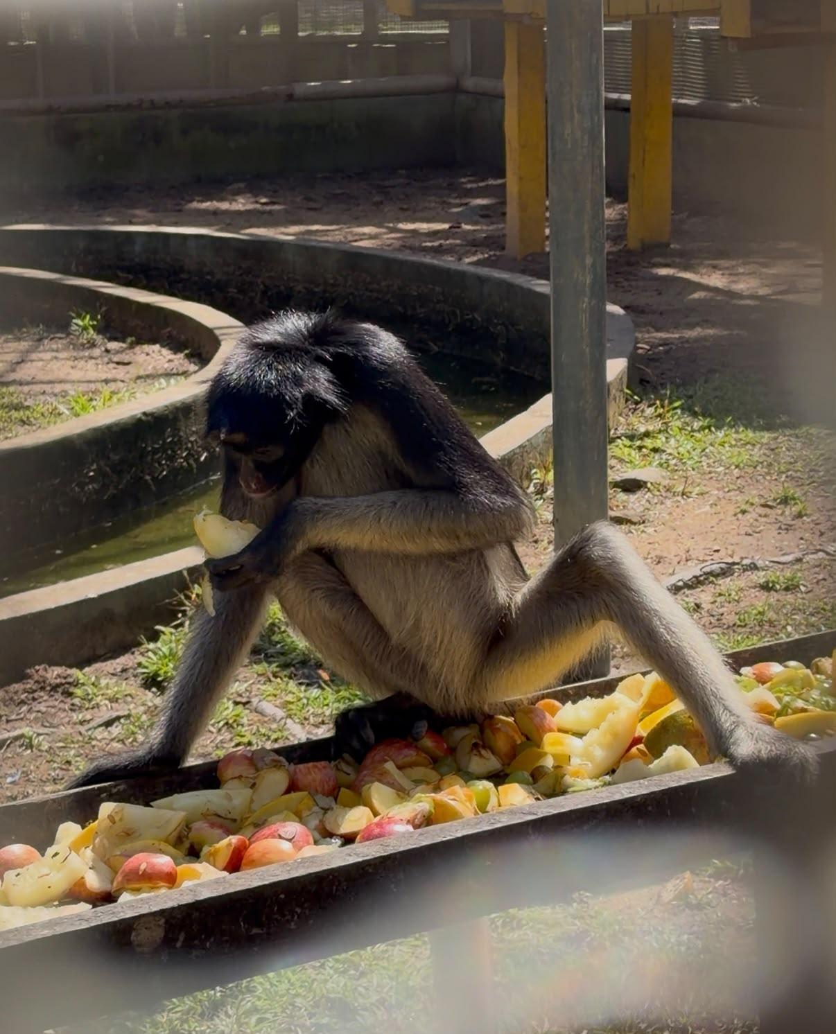 Mini zoológico do 7º BIS abre visitação diária ao público durante o mês de julho