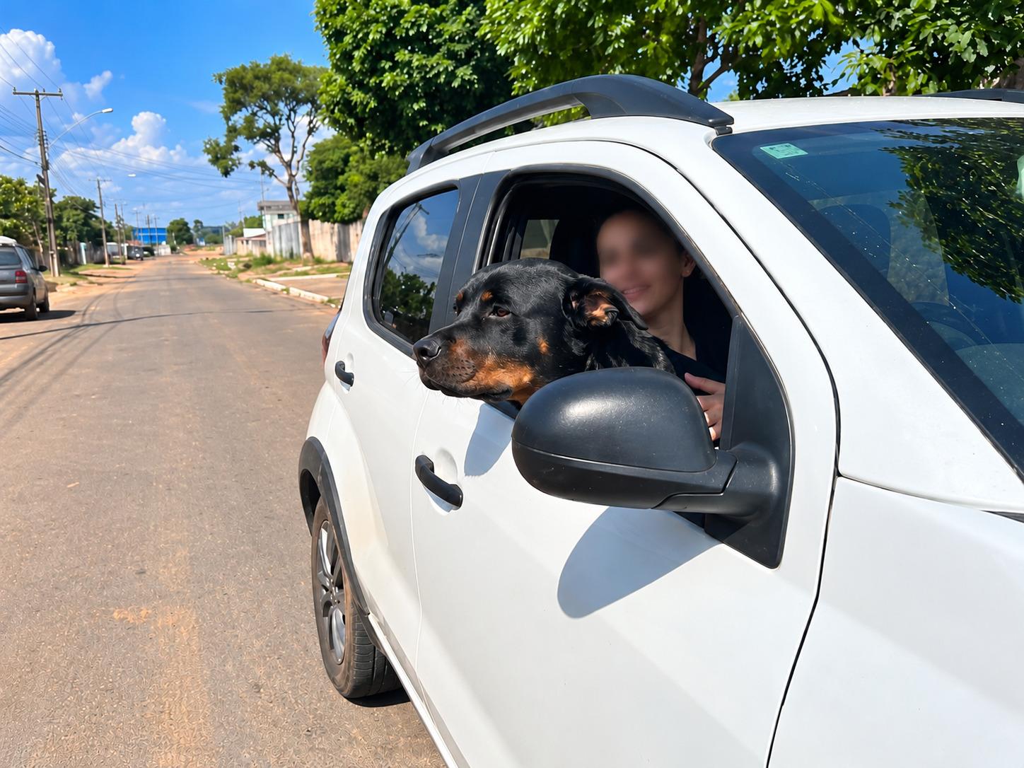 Detran-RR alerta para cuidados no transporte de animais de estimação