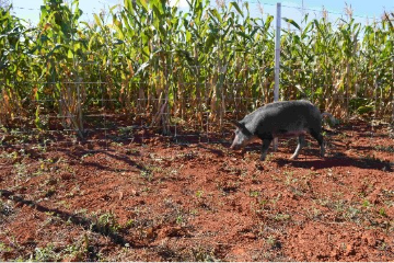 Javalis e javaporcos colocam lavouras de soja em alerta no início da safra