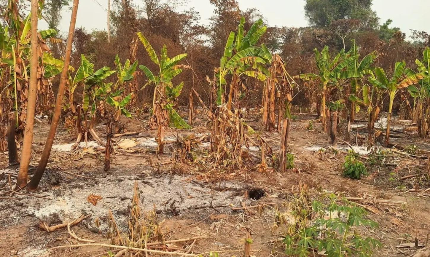 Roraima concentra 21 das 23 Terras Indígenas em seca grave na Amazônia
